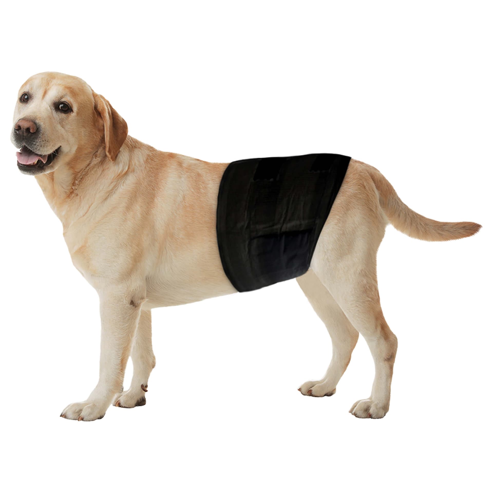 Couches jetables pour chiens mâles