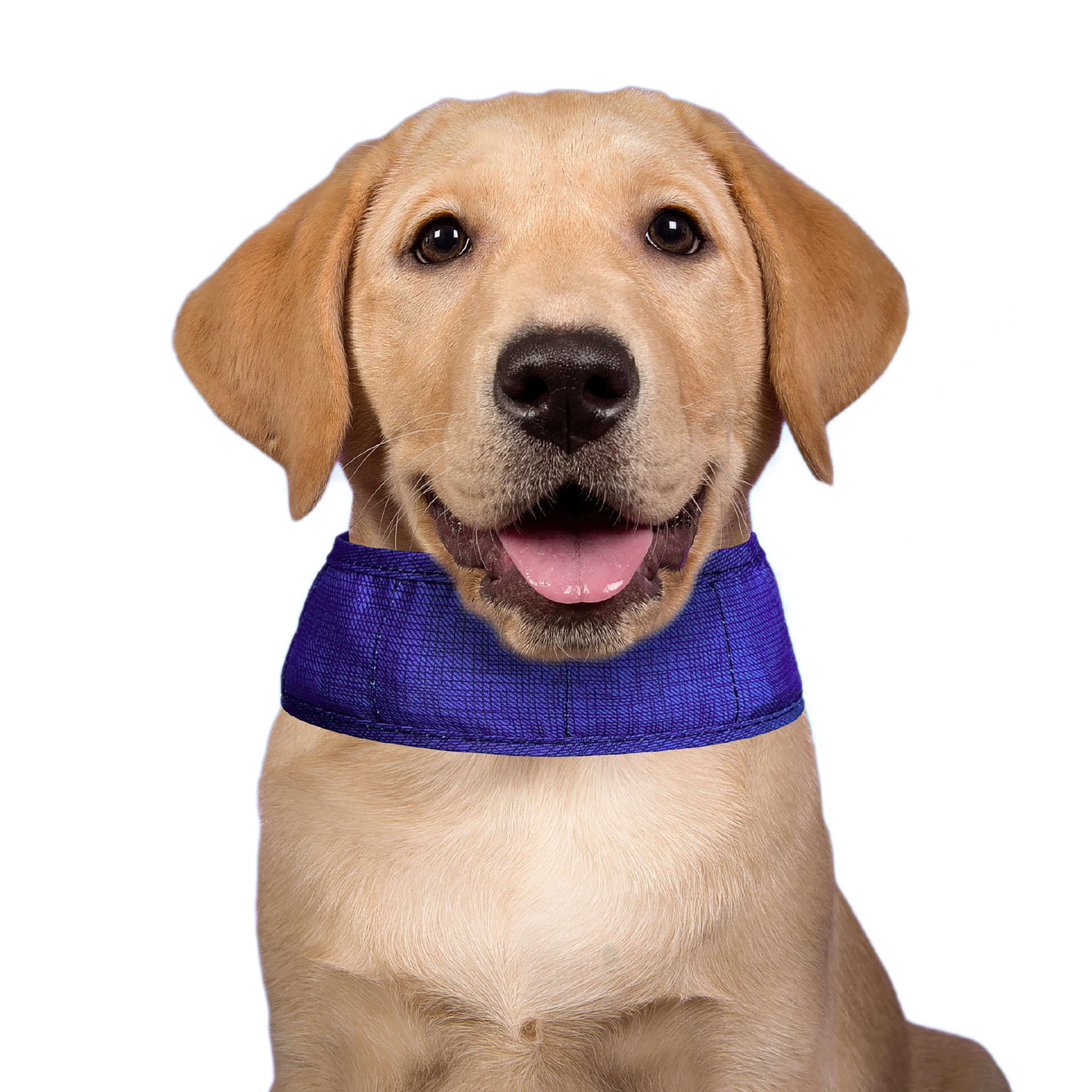 Collier rafraîchissant pour chien