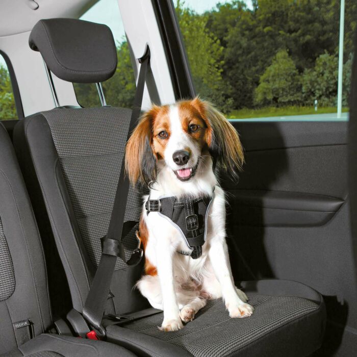 Idée cadeau : Une ceinture de voiture pour chien