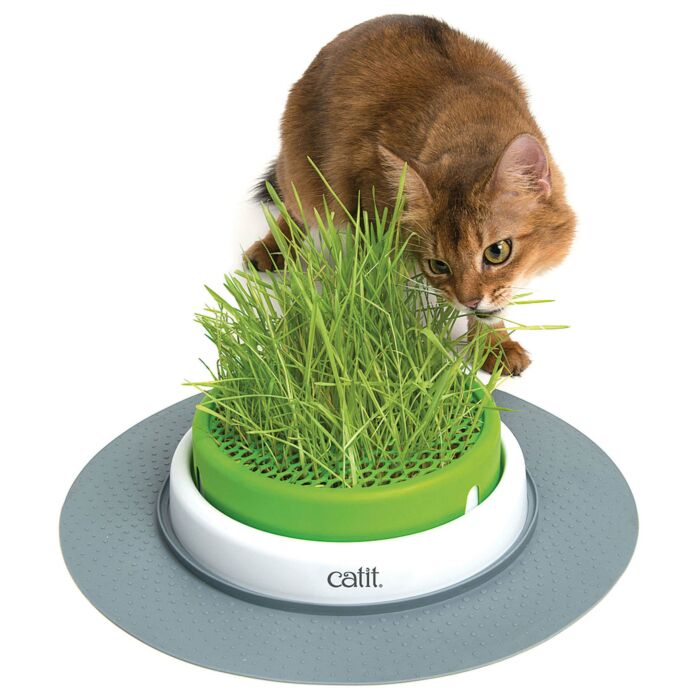 HERBE À CHAT CAT-GRASS